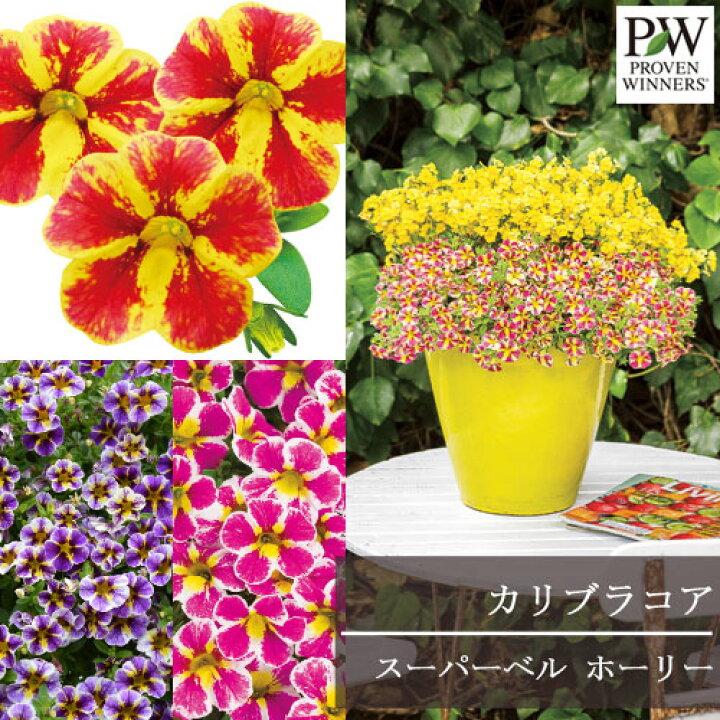 楽天市場 カリブラコア スーパーベル ホーリーフレアー ホーリーカウ ホーリースモーク 3号ポット苗 花みどりマーケット 楽天市場店