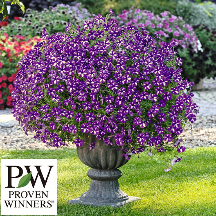 楽天市場 ペチュニア スーパーチュニア 全5色 ラズベリーチーズ グレープスター サクラフロート スワローブラック ラヴィドゥヴィ 3号ポット苗花苗 Pw プルーブンウィナーズ 春 花壇 コンテナ 寄せ植え 花みどりマーケット 楽天市場店