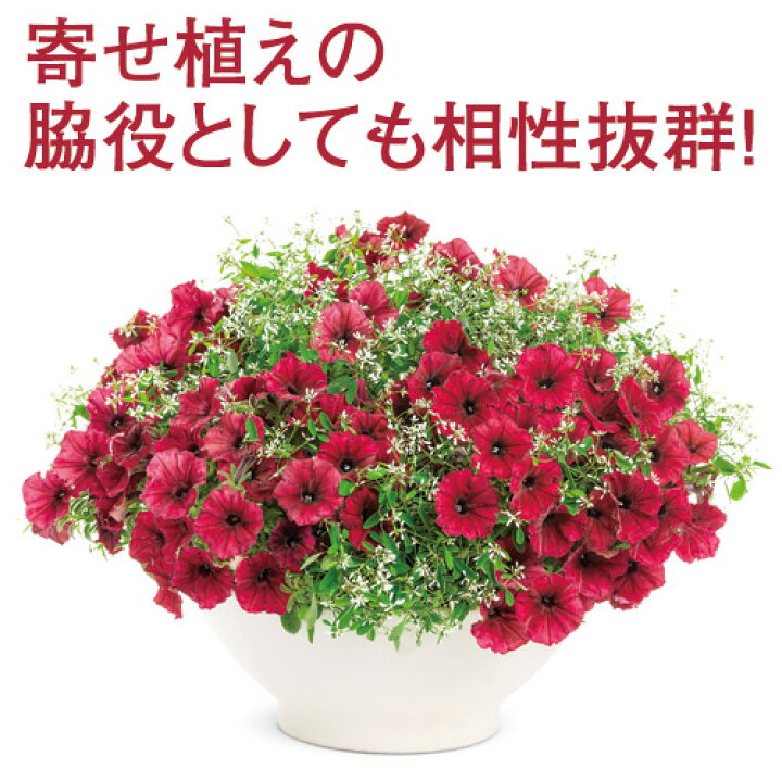 楽天市場 ユーフォルビア ダイアモンドフロスト 3号ポット苗 Pw プルーヴンウィナーズ ホワイト 白 花みどりマーケット 楽天市場店