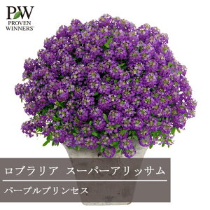 yPi / 3ZbgzX[p[AbT p[vvZX 3|bgc AbT XC[gAbT uA ԕc N PW v[EBi[Y OhJo[