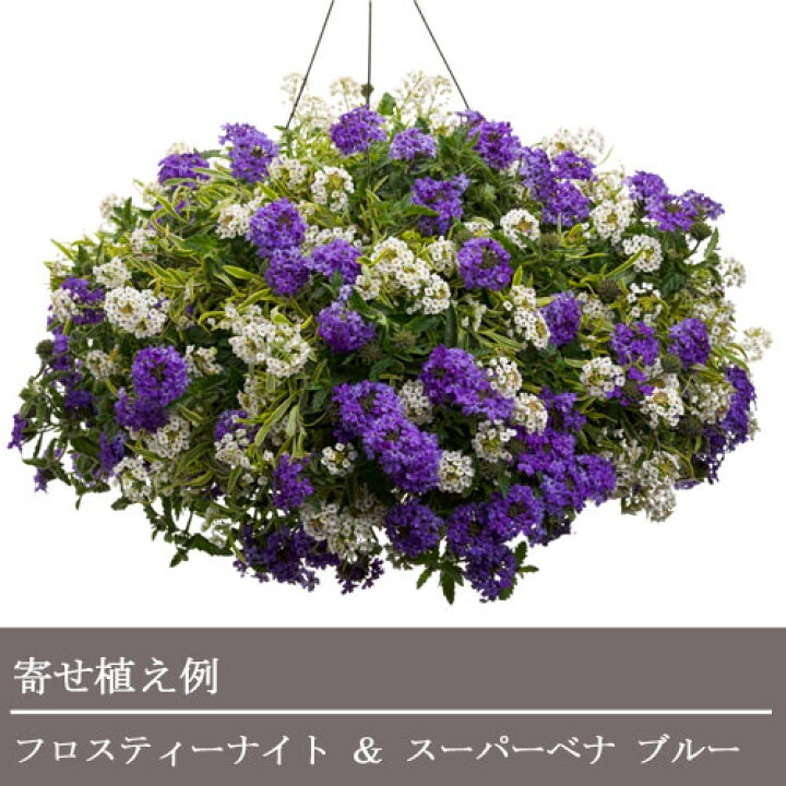 楽天市場 スーパーアリッサム フロスティーナイト 3号ポット苗 Pw Proven Winners グランドカバー カラーリーフ 寄せ植え 宿根草 花苗 多年草 花みどりマーケット 楽天市場店