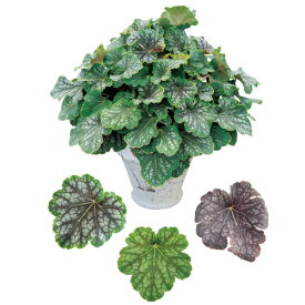 楽天市場 ヒューケラ寄せ植え 種類 植物 ミント の通販