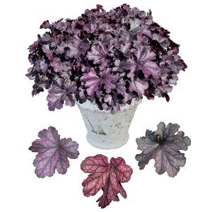 q[P / c{TSh`F ubNx[^g 3.5|bgcPW v[EBi[Y J[[t 񂹐A