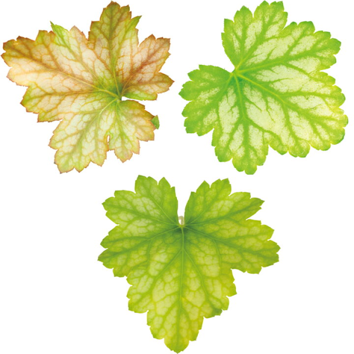 楽天市場 ヒューケラ ツボサンゴ ドルチェ フローズンマスカット 3 3 5号ポット苗 Pw プルーヴンウィナーズ カラーリーフ 寄せ植え 花苗 多年草 宿根草 花みどりマーケット 楽天市場店