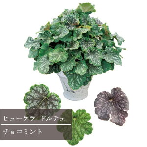 q[P / c{TS h`F `R~g 3.5|bgc PW v[EBi[Y J[[t ԕc N h