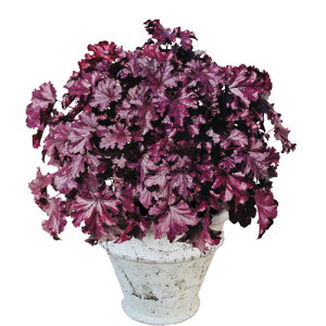 q[P / c{TS h`F O[vWF[g 3|bgc PW v[EBi[Y J[[t ԕc N h