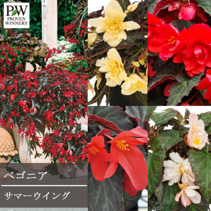 楽天市場 ベゴニア ハイブリット サマーウィング 3号ポット苗 Pw プルーヴンウィナーズ 鉢花 花苗 多年草 鉢花 花みどりマーケット 楽天市場店