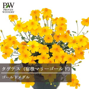 yPi / 3Zbgzh}[S[h^QeX S[h_ 3|bgc PW v[EBi[Y lG炫  ԕc N h