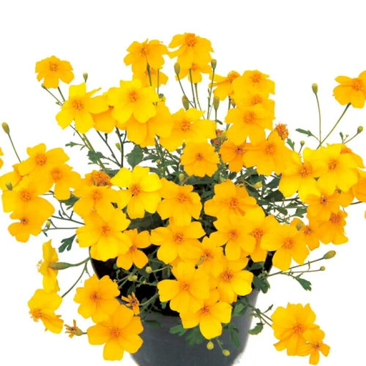 楽天市場 タゲテス マリーゴールド ゴールドメダル 3号ポット苗 Pw プルーヴンウィナーズ 四季咲き 香り 花苗 多年草 宿根草 花みどりマーケット 楽天市場店 楽天市場 タゲテス マリーゴールド ゴールドメダル 3号ポット苗 Pw プルーヴンウィナーズ 四季咲き 香り 花苗 多年草 宿根草 花みどりマーケット 楽天市場店