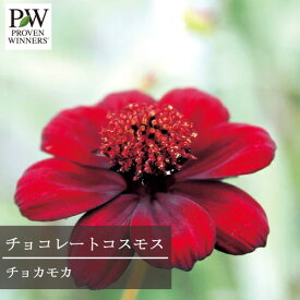 楽天市場 コスモス 苗 苗物 ガーデニング 農業 花 ガーデン Diyの通販