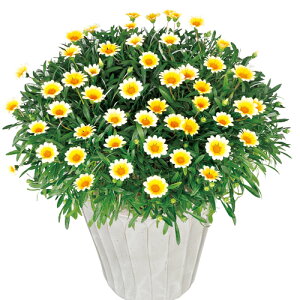 *yPi / 3ZbgzhKUjA r[Xg JiAX}C Vo[tHbNX Vo[eBK[ 3|bgc PW PROVEN WINNERS@N/lG炫