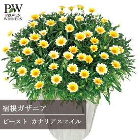 ガザニア 宿根性 ビースト カナリアスマイル 3号ポット苗 PW PROVEN WINNERS 花苗 多年草 宿根草 耐寒性