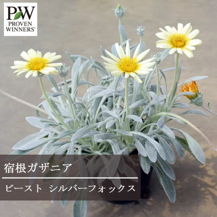 楽天市場 ガザニア 宿根性 ビースト シルバーフォックス 3号ポット苗 Pw プルーヴンウィナーズ 宿根草 四季咲き カラーリーフ 花苗 多年草 花みどりマーケット 楽天市場店 楽天市場 ガザニア 宿根性 ビースト シルバーフォックス 3号ポット苗 Pw プルーヴンウィナーズ 宿根草 四季咲き カラーリーフ 花苗 多年草 花みどりマーケット 楽天市場店