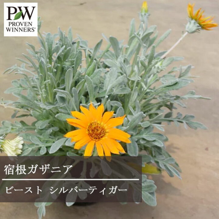 楽天市場 ガザニア 宿根性 ビースト シルバーティガー 3号ポット苗 Pw プルーヴンウィナーズ 四季咲き シルバーリーフ カラーリーフ 花苗 多年草 宿根草 花みどりマーケット 楽天市場店