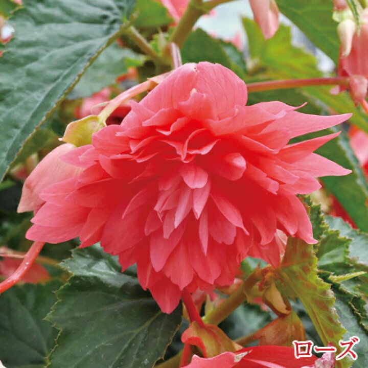 楽天市場】ベゴニア 八重咲き ベレコニア 3号ポット苗 PW プルーヴンウィナーズ 鉢花 : 花みどりマーケット 楽天市場店 楽天市場】ベゴニア 八重咲き ベレコニア 3号ポット苗 PW プルーヴンウィナーズ 鉢花 : 花みどりマーケット 楽天市場店