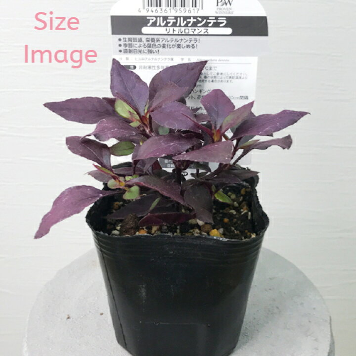 楽天市場 アルテルナンテラ リトルロマンス 3号ポット苗 Pw プルーヴンウィナーズ カラーリーフ 花苗 多年草 花みどりマーケット 楽天市場店