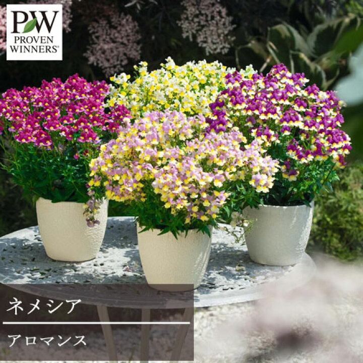 楽天市場 宿根ネメシア アロマンス 全4色 3号ポット苗 Pw Proven Winners プルーヴンウィナーズ 宿根草 香り 春 秋 冬 四季咲き 花苗 多年草 鉢花 花みどりマーケット 楽天市場店