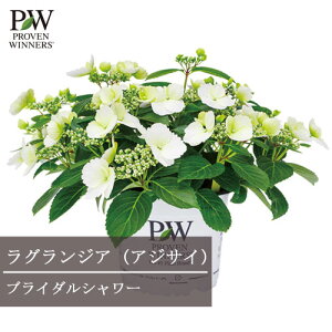 AWTC OWA uC_V[ 10.5cm|bgcPW v[EBi[Y Vu nChWA ԕc Ԗؕc 