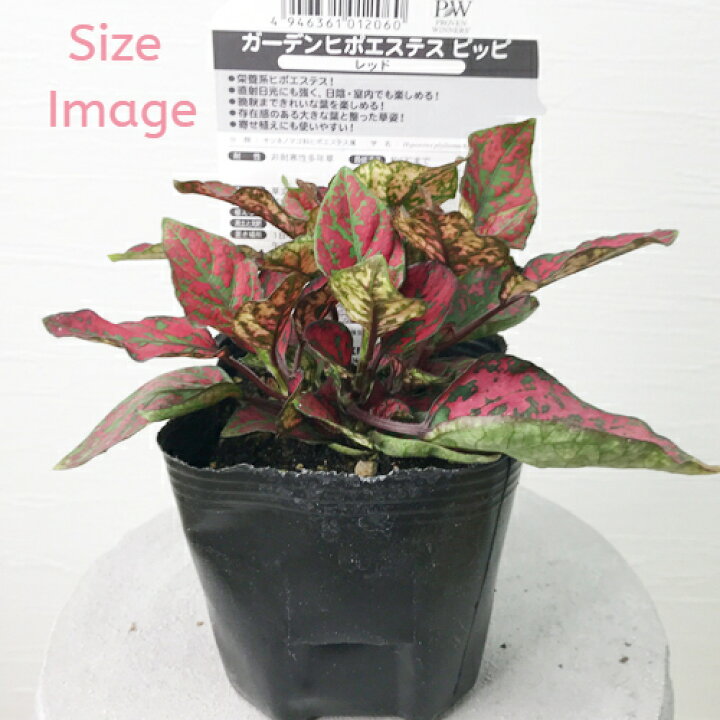 楽天市場 ガーデン ヒポエステス ピッピ 全4色 3号ポット苗 Pw プルーヴンウィナーズ カラーリーフ 花みどりマーケット 楽天市場店