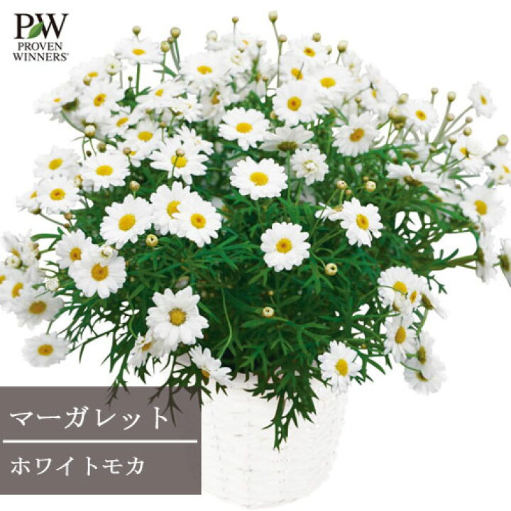 楽天市場 マーガレット ホワイトモカ 3号ポット苗pw プルーヴンウィナーズ 四季咲き 花苗 多年草 宿根草 白 ホワイト 花みどりマーケット 楽天市場店 楽天市場 マーガレット ホワイトモカ 3号ポット苗pw プルーヴンウィナーズ 四季咲き 花苗 多年草 宿根草 白 ホワイト 花みどりマーケット 楽天市場店