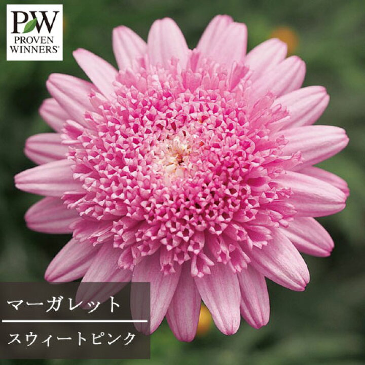 楽天市場 マーガレット スウィートピンク 3 5号ポット苗pw プルーヴンウィナーズ 四季咲き 花苗 多年草 宿根草 ピンク アネモネ咲き 八重 花みどりマーケット 楽天市場店 楽天市場 マーガレット スウィートピンク 3 5号ポット苗pw プルーヴンウィナーズ 四季咲き 花苗 多年草 宿根草 ピンク アネモネ咲き 八重 花みどりマーケット 楽天市場店
