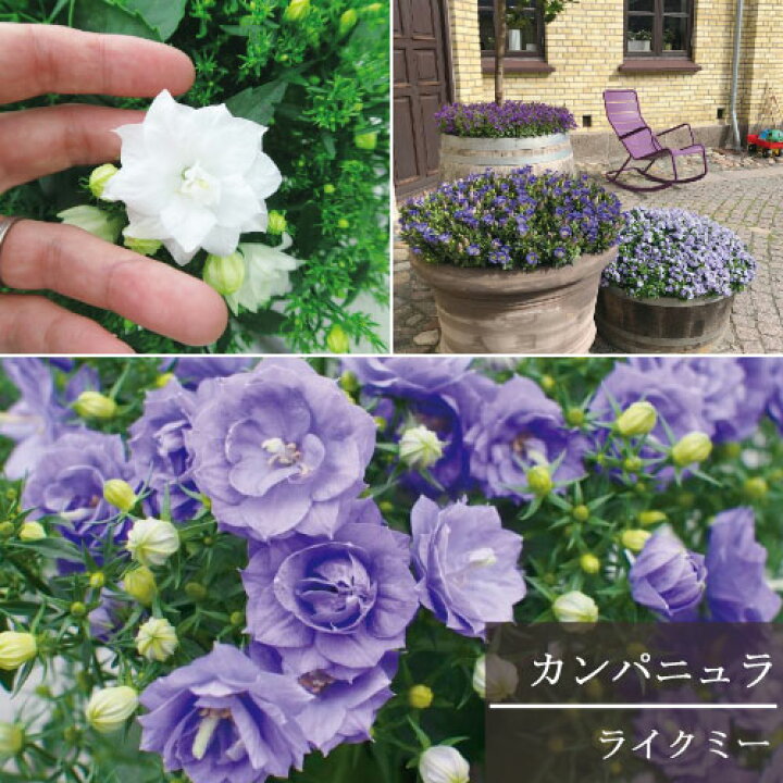 楽天市場 カンパニュラ ブルーライクミー ホワイトライクミー 3号ポット苗鉢花 花苗 多年草 宿根草 花みどりマーケット 楽天市場店