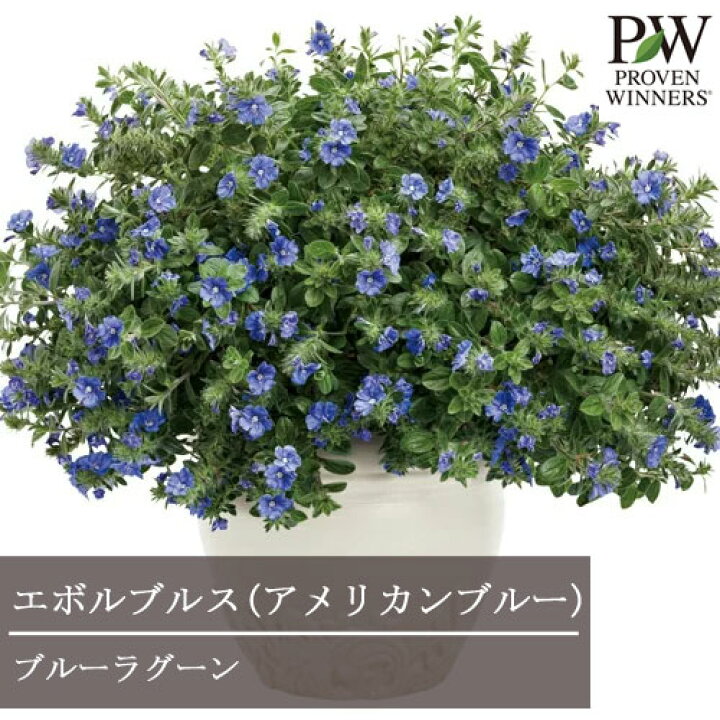 楽天市場 エボルブルス アメリカンブルー ブルーラグーン 4号鉢 Pw プルーヴンウィナーズ 花苗 夏 ブルー 青 花みどりマーケット 楽天市場店