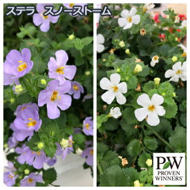楽天市場 バコパ ステラ 花 ガーデン Diy の通販