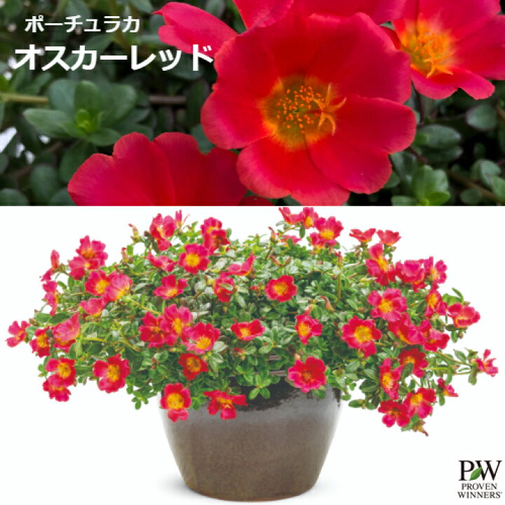 楽天市場 ポーチュラカ オスカーレッド 3号ポット苗pw プルーヴンウィナーズ 夏の花 花みどりマーケット 楽天市場店 楽天市場 ポーチュラカ オスカーレッド 3号ポット苗pw プルーヴンウィナーズ 夏の花 花みどりマーケット 楽天市場店