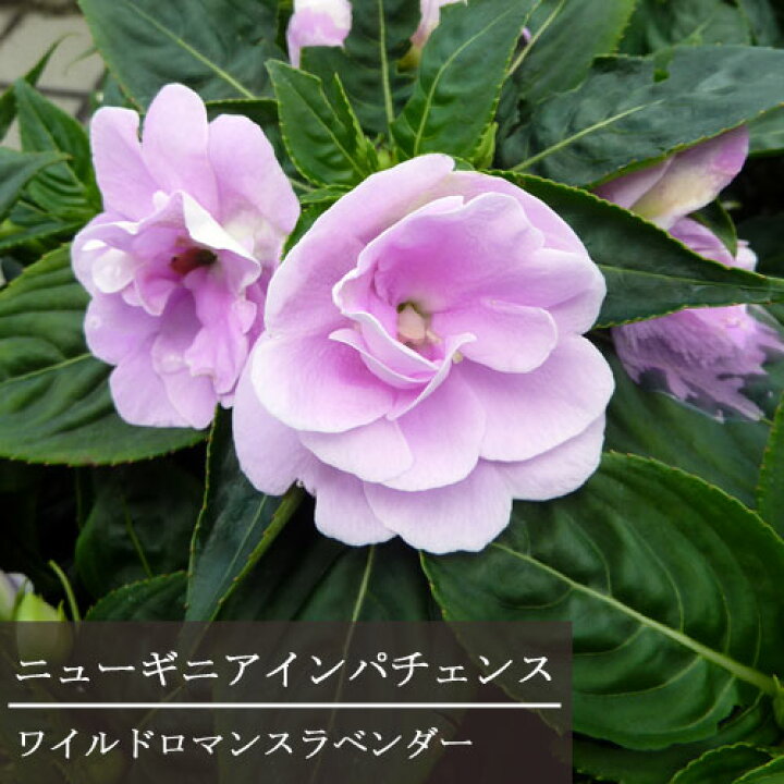 楽天市場 ニューギニアインパチェンス 八重咲き ワイルドロマンス 3号ポット苗 鉢花 夏の花 花みどりマーケット 楽天市場店 楽天市場 ニューギニアインパチェンス 八重咲き ワイルドロマンス 3号ポット苗 鉢花 夏の花 花みどりマーケット 楽天市場店