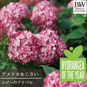 yPi / 3ZbgzK[fAWTC PW~jr[ir[̃Aixj 11cm|bgcAix AJ mAWTC AWTC PW v[EBi[Y CObVK[f 