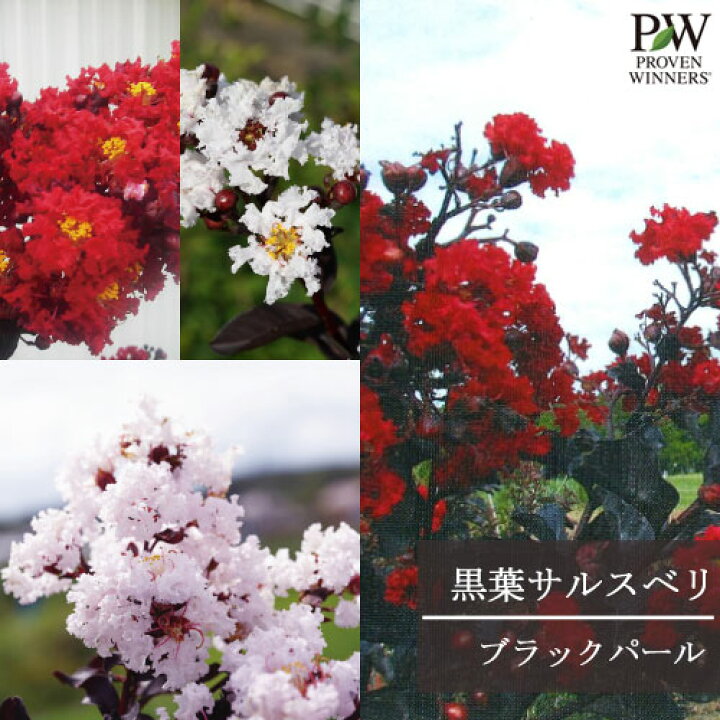 楽天市場 サルスベリ 黒葉 ブラックパール 全4色 ルージュ ホワイト ライトピンク レッド 5号ポット苗pw プルーヴンウィナーズ 庭木 シンボルツリー 花木苗 花苗 花みどりマーケット 楽天市場店 楽天市場 サルスベリ 黒葉 ブラックパール 全4色 ルージュ ホワイト ライトピンク レッド 5号ポット苗pw プルーヴンウィナーズ 庭木 シンボルツリー 花木苗 花苗 花みどりマーケット 楽天市場店
