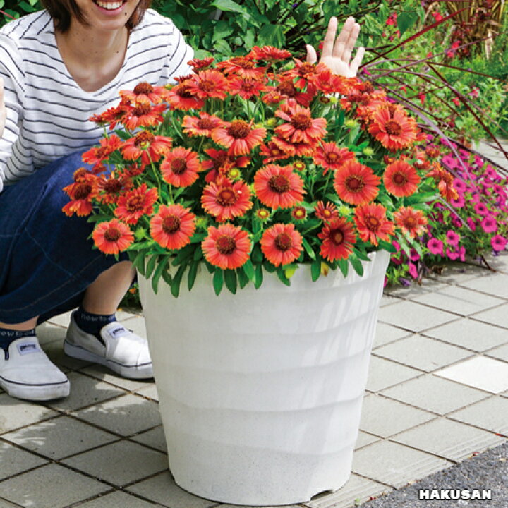 楽天市場 ガイラルディア スピントップ イエロータッチ 3号ポット苗花苗 多年草 宿根草 夏 花みどりマーケット 楽天市場店