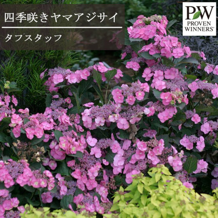 楽天市場 四季咲きヤマアジサイ タフスタッフ 5号ポット苗アジサイ ヤマアジサイ Pw プルーヴンウィナーズ シュラブ 庭木 ハイドランジア 花苗 花木苗 花みどりマーケット 楽天市場店 楽天市場 四季咲きヤマアジサイ タフスタッフ 5号ポット苗アジサイ ヤマアジサイ Pw プルーヴンウィナーズ シュラブ 庭木 ハイドランジア 花苗 花木苗 花みどりマーケット 楽天市場店
