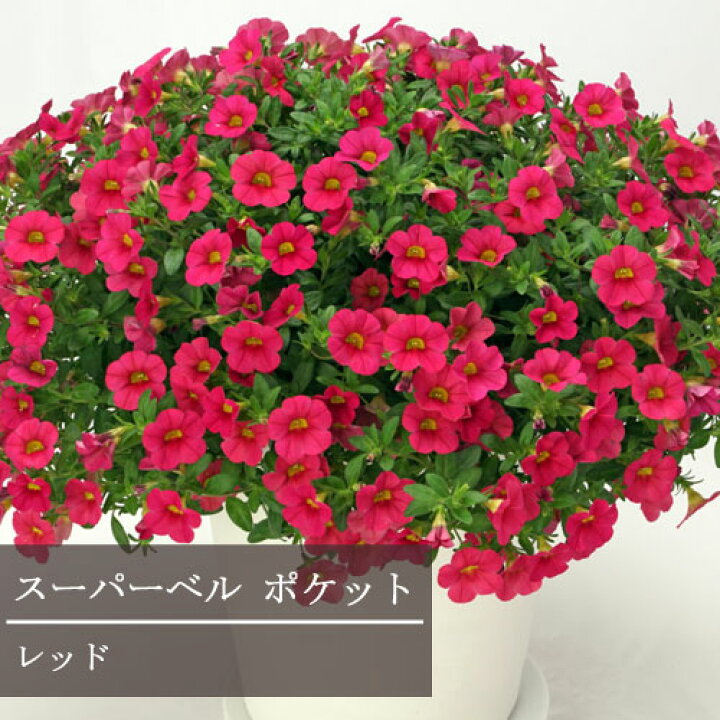 楽天市場 カリブラコア スーパーベル ポケット 全5色 レッド ピンク ブルー イエロー ホワイト 3号ポット苗pw Proven Winners プルーヴンウィナーズ 花苗 寄せ植え 鉢植え 鉢花 花壇 ペチュニア 花みどりマーケット 楽天市場店