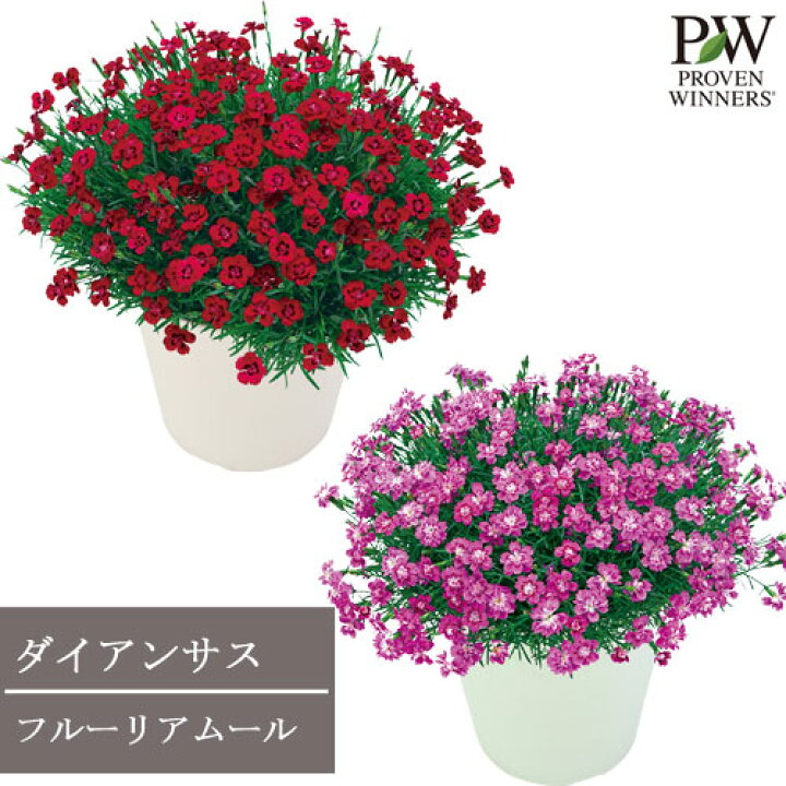 アリウム大苗 ミレニアム 宿根草 花苗 多年草 アリューム 球根 5号ポット苗 アリウム大苗 ミレニアム 宿根草 花苗 多年草 アリューム 球根 5号ポット苗