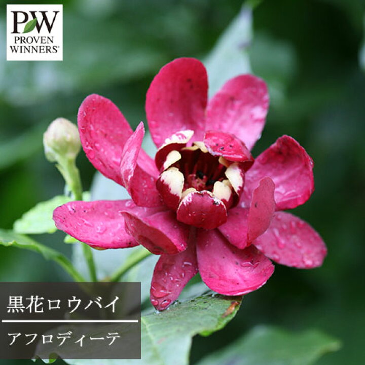 楽天市場 クロバナロウバイ カリカンサス アフロディーテ 5号ポット苗pw プルーヴンウィナーズ シュラブ 庭木 花苗 花木苗 Pwシュラブ 香り 芳香 黒花ロウバイ 蝋梅 花みどりマーケット 楽天市場店