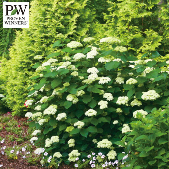 楽天市場 ガーデンアジサイ ライムのアナベル 5号ポット苗アナベル アメリカあじさい 西洋アジサイ アジサイ Pw プルーヴンウィナーズ イングリッシュガーデン シュラブ 庭木 ハイドランジア あじさい 花苗 花木苗 花みどりマーケット 楽天市場店