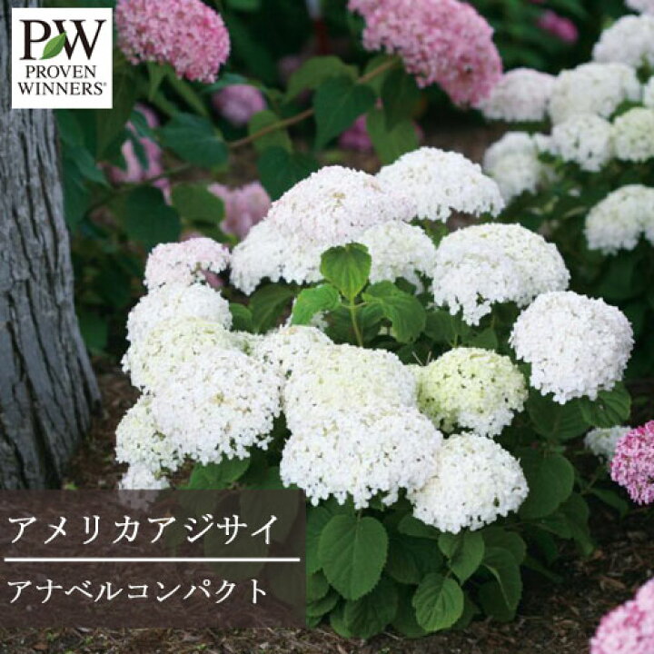 楽天市場 ガーデンアジサイ アナベルコンパクト 5号ポット苗アナベル アジサイ Pw プルーヴンウィナーズ イングリッシュガーデン シュラブ 庭木ハイドランジア あじさい 花苗 花木苗 アメリカあじさい アメリカあじさい 西洋アジサイ 花みどりマーケット 楽天市場店