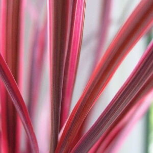 yPi / 3ZbgzRWl oNV[ GNgbNsN 3O|bgcN h OX I[i^OX hCK[f J[[t OXK[f 񂹐A 