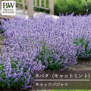 yPi / 3Zbgzly^ iLbg~gjLbcpW} 11cm|bgc yjA PW v[EBi[Y h ԕc N ϊ Ϗ v  u[ p[v  F n[u 