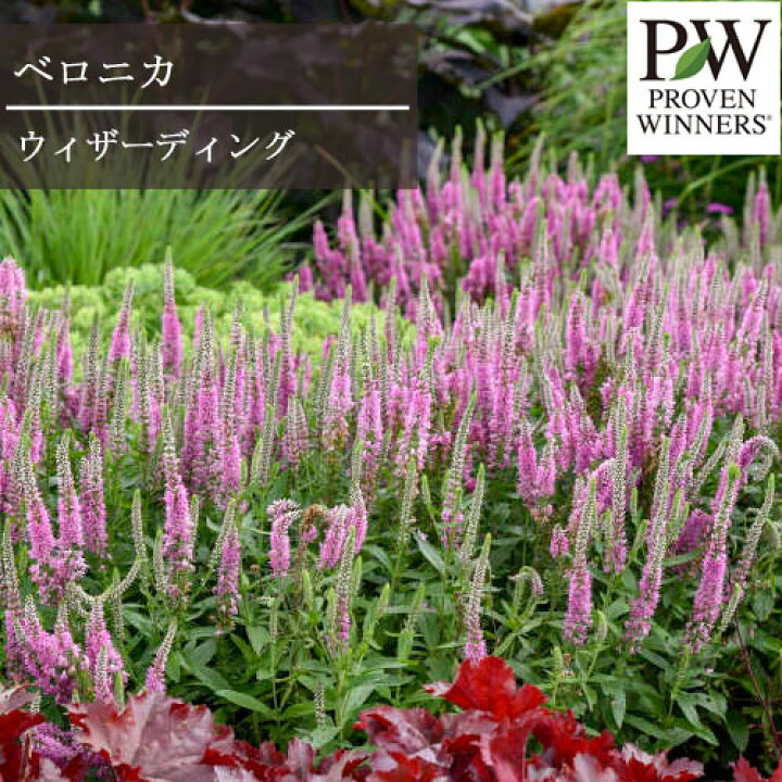 楽天市場 ベロニカ ウィザーディング 3 5 4号ポット苗pw プルーヴンウィナーズ Pwペレニアル 花苗 花の苗 宿根草 多年草 耐寒 耐暑 ブルー パープル ピンク ホワイト 白 青 紫 花みどりマーケット 楽天市場店