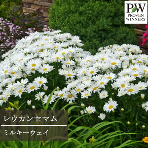 yPi / 3ZbgzEJZ} ~L[EFC fCW[C / oiiN[ 11cm|bgciVX^f[W[jPW PROVEN WINNERS ԕc N h ϊ Ϗ CObVK[f 