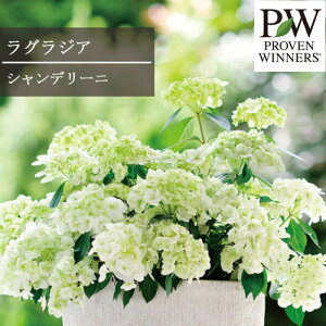 AWTC inChWAjOWA Vf[j 10.5cm|bgcPW v[EBi[Y Vu ԕc Ԃ̕c Ԗ Ԗؕc    A Ԓd  zCg