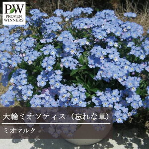 yPi / 3ZbgzXiOT ~I\eBX@~I}N 3|bgc PW hPROVEN WINNERS ԕc N ϊ u[  ~I\eBX Yȑ