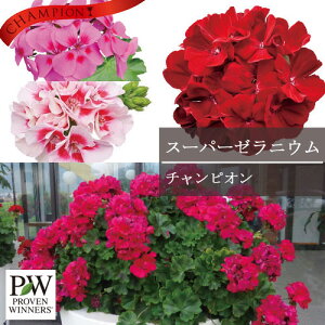 【単品 / 3個セット】スーパーゼラニウム チャンピオン 全4色 3号ポット苗 ゼラニューム PW プルーブンウィナーズ 四季咲き 耐暑性 花苗 多年草 鉢花 赤 レッド ピンク