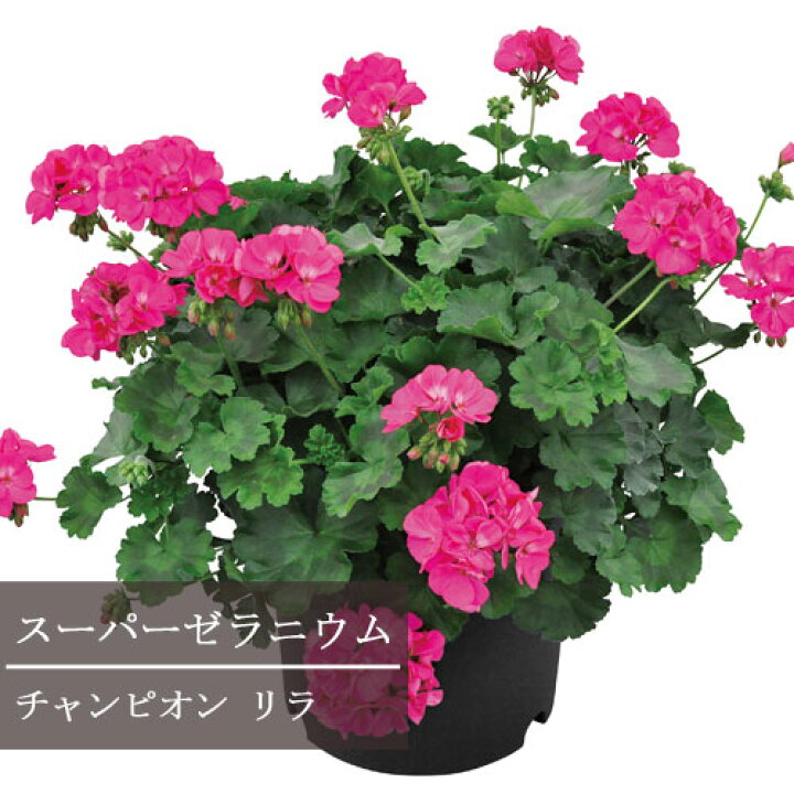 楽天市場 ゼラニウム スーパーゼラニウム チャンピオン レッド リラ ネオンスポット キャロル 全4色 3号ポット苗 Pw プルーブンウィナーズ 四季咲き 耐暑性 花苗 多年草 鉢花 赤 レッド ピンク 花みどりマーケット 楽天市場店 楽天市場 ゼラニウム スーパーゼラニウム チャンピオン レッド リラ ネオンスポット キャロル 全4色 3号ポット苗 Pw プルーブンウィナーズ 四季咲き 耐暑性 花苗 多年草 鉢花 赤 レッド ピンク 花みどりマーケット 楽天市場店