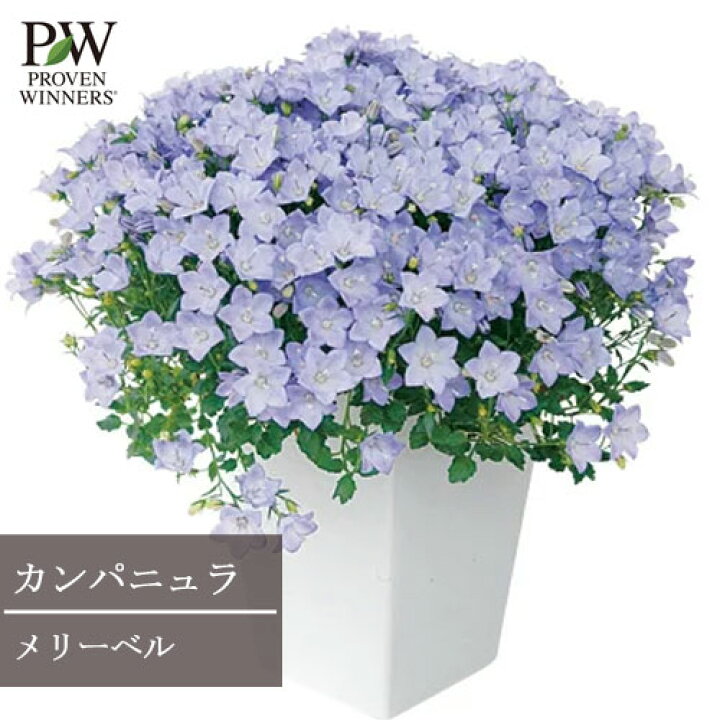 楽天市場 カンパニュラ メリーベル 3号ポット苗pw プルーヴンウィナーズ 花苗 多年草 宿根草 花みどりマーケット 楽天市場店 楽天市場 カンパニュラ メリーベル 3号ポット苗pw プルーヴンウィナーズ 花苗 多年草 宿根草 花みどりマーケット 楽天市場店