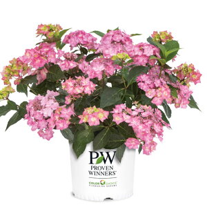 yPi / 3ZbgzAWTC T}[h[ _uLfB 11cm|bgcAWTC PW v[EBi[Y Vu  nChWA AWTC ԕc Ԗؕc lG炫