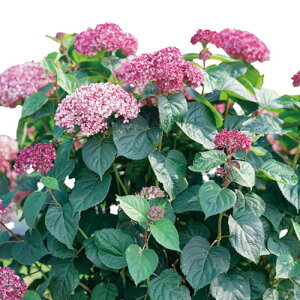 yPi / 3ZbgzK[fAWTC Aixn veBK[lbg 11cm|bgcAix AJ mAWTC AWTC PW v[EBi[Y CObVK[f V